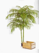 Arecapalm De Luxe dubbel 210cm